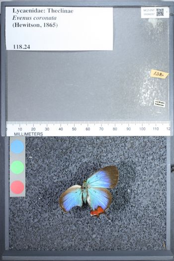 Media type: image;   Entomology 68297